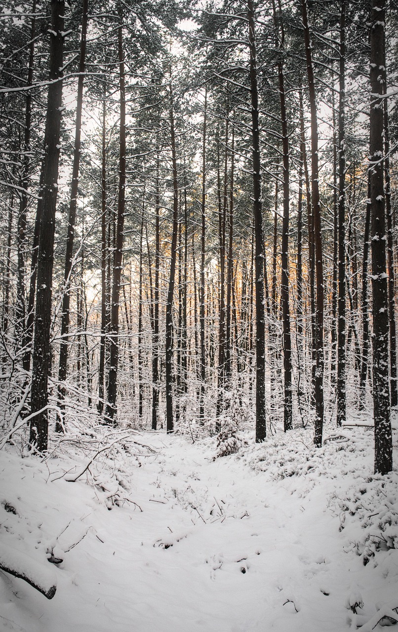 forest, trees, winter, trail, nature, landscape, path, light, vertical, snow